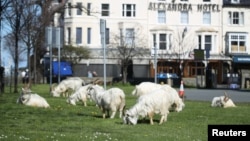 A herd of goats is seen in Llandudno as the spread of the coronavirus disease (COVID-19) continues, Llandudno, Wales, Britain, March 31, 2020.