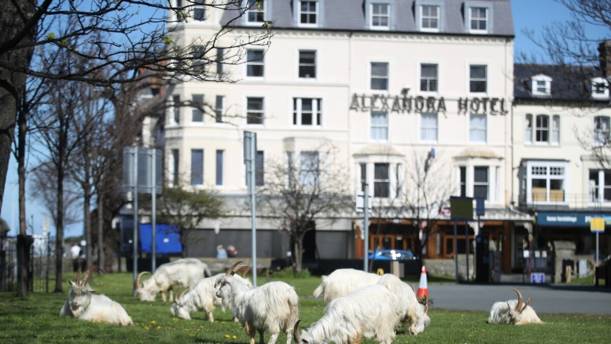 Goats Invade Welsh Town Locked Down by Coronavirus