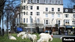A herd of goats is seen in Llandudno as the spread of the coronavirus disease (COVID-19) continues, Llandudno, Wales, Britain, March 31, 2020.