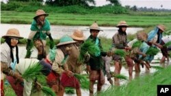 မြန်မာ့လယ်ယာလုပ်ငန်းခွင်အတွင်း လယ်သူမများ ပျိုးချစိုက်ပျိုးနေစဉ်။