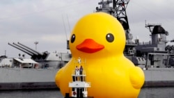 Rubber Duck-Los Angeles