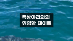 백상아리와의 위험한 데이트