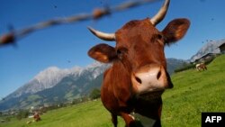 Seekor sapi di padang rumput di Saalfelden, near Salzburg, sekitar 400km arah barat Wina, 9 September 2012. 