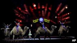 Ringling Bros. and Barnum & Bailey performers ride camels during a performance, Jan. 14, 2017, in Orlando, Fla. The Ringling Bros. and Barnum & Bailey Circus will end the "The Greatest Show on Earth" May 21, following a 146-year run of performances. 