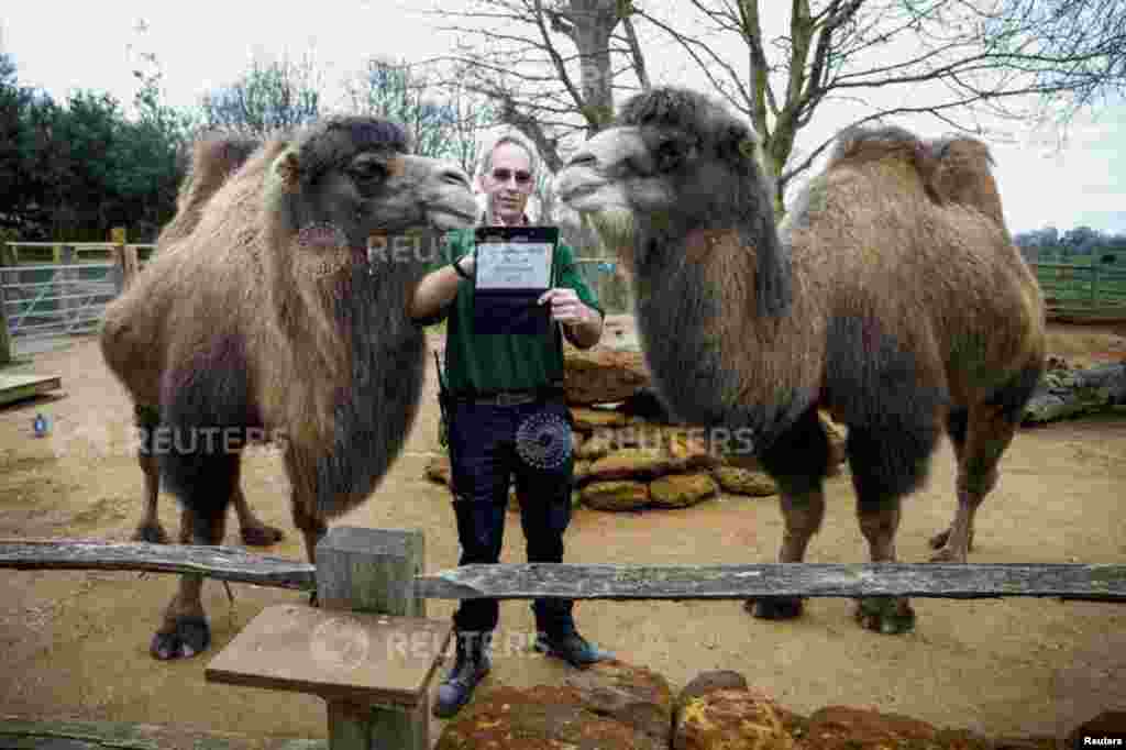 A zookeeper interacts with camels during the annual stocktake at the ZSL London Zoo in London.
