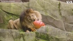 Belgian Zoo Animals Feast on Pumpkin Ahead of Halloween