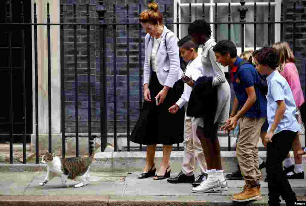Schoolchildren interact with Larry the cat at Downing Street in London, Britain.