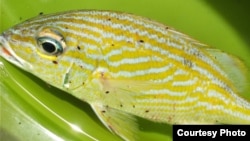 A Caribbean fish known as the French grunt that is infested with gnathiids, a blood-sucking parasite named after singer Bob Marley. (Credit: Elizabeth Brill)