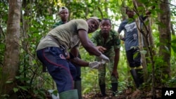 Park ranger Fabrice Menzeme, forward, prepares to collect elephant dung in Gabon's Pongara National Park forest, on March 9, 2020. (AP Photo/Jerome Delay)