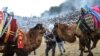 Orang-orang mencoba mendorong unta untuk bertarung selama kontes festival gulat Selcuk Camel di kota Selcuk, dekat kota pesisir barat Turki Izmir, pada 20 Januari 2019. (Foto: AFP)