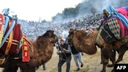 Orang-orang mencoba mendorong unta untuk bertarung selama kontes festival gulat Selcuk Camel di kota Selcuk, dekat kota pesisir barat Turki Izmir, pada 20 Januari 2019. (Foto: AFP)