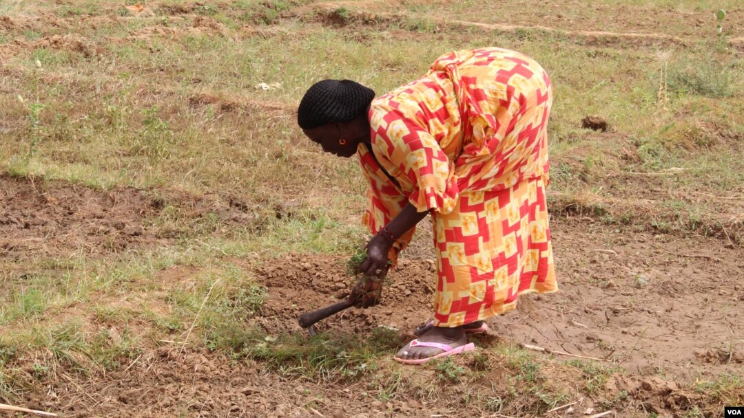 A woman plows the earth in the village of Woudourou, in Senegal's Matam region, May 17, 2017. (S. Christensen/VOA)