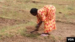 A woman plows the earth in the village of Woudourou, in Senegal's Matam region, May 17, 2017. (S. Christensen/VOA)