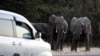 Collared Elephant Killed as Botswana Prepares to Issue 272 Hunting Licenses
