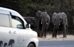 Kawanan gajah berusaha untuk menyeberang jalan raya di Kasane, Botswana utara (foto: dok).