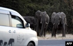 Kawanan gajah berusaha untuk menyeberang jalan raya di Kasane, Botswana utara (foto: dok).