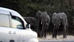 FILE - Elephants prepare to cross a road as cars drive by in Kasane, in the Chobe district, Northern Botswana, on May 28, 2019.