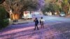 Children play underneath Jacaranda trees lining a street in the capital Harare, Zimbabwe.