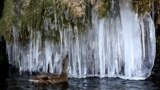 A duck swims near icicles at a pond in Bern, Switzerland.