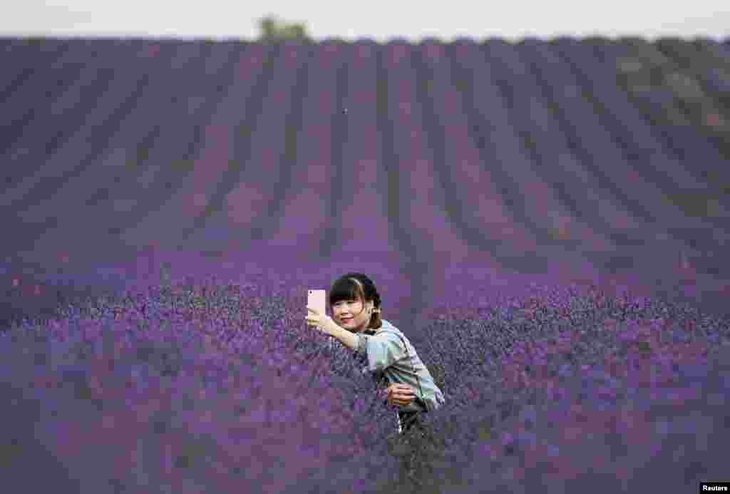 A woman takes a selfie in a lavender field at the Hitchin Lavender farm in Ickleford, Britain.