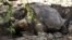 La famosa tortuga "El Solitario Jorge", murió en las islas Galápagos, a la edad de 100 años. Era única en su especie.