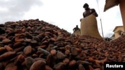 Des employés ramassent des fèves de cacao à Niable, près de la frontière entre la Côte d'Ivoire et le Ghana, le 19 juin 2017. 