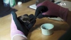 CONNECT: Bat Rehab -- USAGM