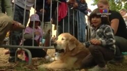 Փախստականների մուտքը Ավստրիա