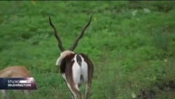 Na ranču u Texasu žive životinje sa šest kontinenata