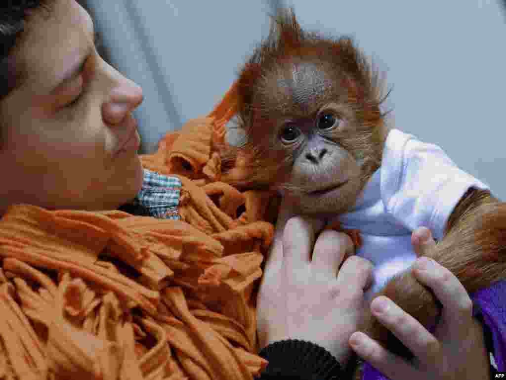 Three-month-old baby orangutan Bulu Mata is prepared to travel to his new home, the Monkey World of Dorset, United Kingdom, by his Hungarian nurse Bernedett Marschalko at the Zoo and Botanic Garden in Budapest.