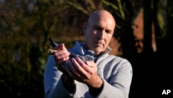 Pigeon breeder champion   Frans Bungeneers holds 1  of his pigeons successful  Ranst, Belgium, Jan. 13, 2025