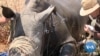 Zimbabwe: Practice of Dehorning Rhinos is Paying Off