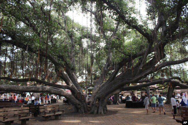 Şubat 2018 - Lahaina'nın tarihi kent merkezindeki 150 yıllık banyan ağacı