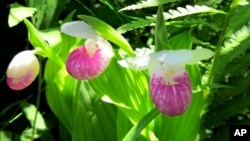 Rare wild orchids bloom in the Eshqua Bog in Hartland, Vermont, June 22, 2017. 