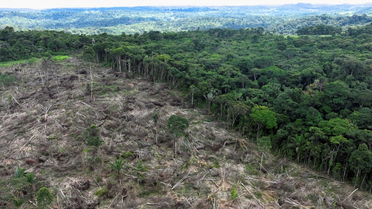 EU parliament loosens delayed anti-deforestation rules