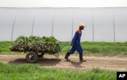 FILE - Farm worker Evans Makori pulls a handcart of roses to be thrown away at Maridadi Flowers farm in Naivasha, Kenya, March 19, 2020.