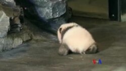 比利時動物園熊貓“P寶貝”開始學步