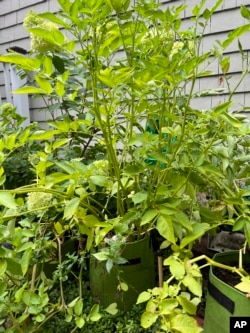 This Aug. 1, 2022, image provided by Jessica Damiano shows potato plants growing in fabric grow bags in Glen Head, NY. (Jessica Damiano via AP)