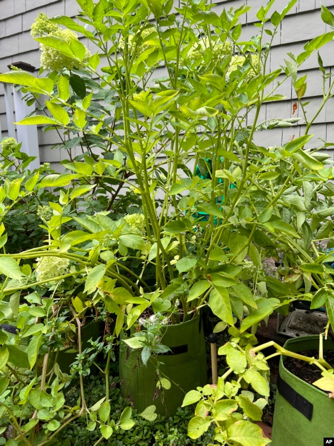 This Aug. 1, 2022, image provided by Jessica Damiano shows potato plants growing in fabric grow bags in Glen Head, NY. (Jessica Damiano via AP)