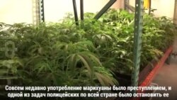 Каннабис – секрет счастливой старости