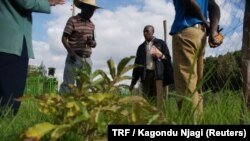 Members of the Ondiri village water resources users association take stock of recently planted seedlings near the banks of the Ondiri swamp in central Kenya, May 18, 2018.