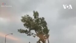 Автомобиль попал под дерево
