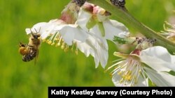 A honey bee packs pollen from this almond tree blossom before returning to her hive.