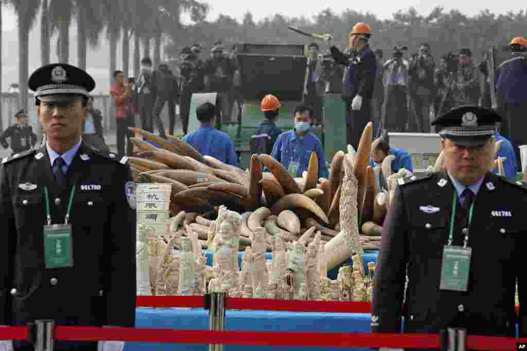 GUANGDONG, CHINA: Chinese customs officers destroyed six tons of confiscated ivory tusks on January 6, 2014.