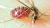 Sandfly (Phlebotomus papatasi)