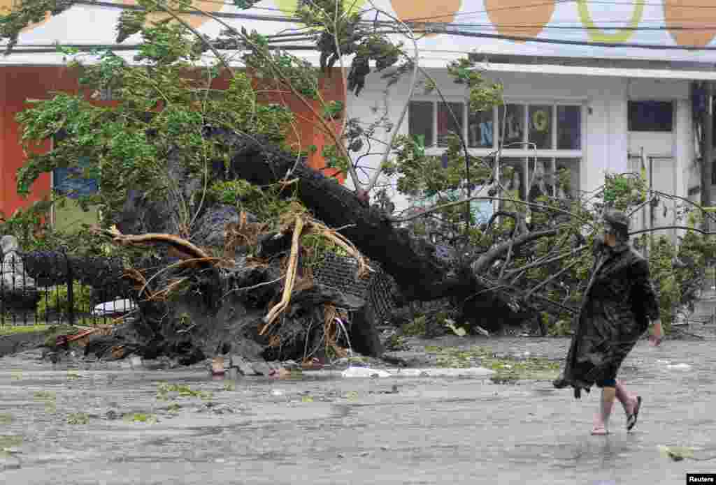 A man walks past a tree uprooted by strong winds brought by super Typhoon Haiyan that hit Cebu city, central Philippines, Nov. 8, 2013.&nbsp;
