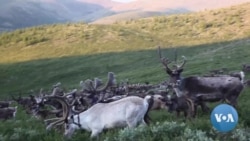 Mongolian Youth Seek to Preserve Reindeer-Based Tradition