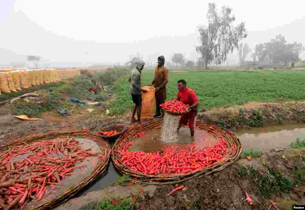 Farmers wash carrots on a polluted stream during harvest season on the outskirts of Faisalabad, Pakistan.