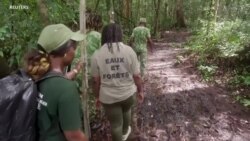 Visite guidée dans les mangroves impénétrables du Gabon