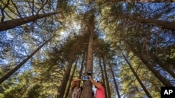 Workers install a censor on a Lebanese cedar tree that alerts authorities of potential forest fires in the Cedars of God Forest in the northeast mountain town of Bcharre, Lebanon, on Aug. 5, 2023.